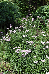 Love Parade Siberian Yarrow (Achillea sibirica 'Love Parade') at Lakeshore Garden Centres