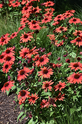 Panama Red Coneflower (Echinacea 'Panama Red') at Lakeshore Garden Centres