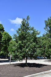 Schuette's Oak (Quercus x schuettei) at Lakeshore Garden Centres