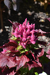Sol Gekko Green Celosia (Celosia argentea 'PAS1375171') at Lakeshore Garden Centres