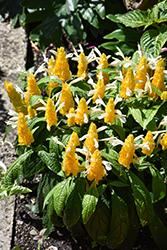 Golden Shrimp Plant (Pachystachys lutea) at Lakeshore Garden Centres