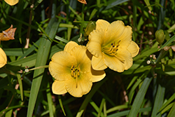 Mayan Gold Daylily (Hemerocallis 'Mayan Gold') at Lakeshore Garden Centres