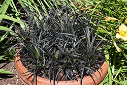 Black Mondo Grass (Ophiopogon planiscapus 'Nigrescens') at Peter Knippel Garden Centre