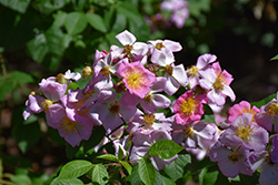 Climbing Wild Rose (Rosa setigera) at Lakeshore Garden Centres