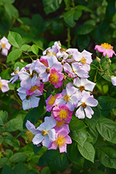 Climbing Wild Rose (Rosa setigera) at Lakeshore Garden Centres
