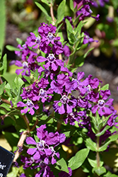 Sriracha Violet Cuphea (Cuphea llavea 'Sriracha Violet') at Lakeshore Garden Centres