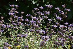 Winnifred Gilman Sage (Salvia clevelandii 'Winnifred Gilman') at Lakeshore Garden Centres