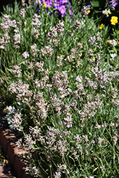 Jean Davis Lavender (Lavandula angustifolia 'Jean Davis') at Lakeshore Garden Centres