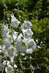 Polarstar Hollyhock (Alcea rosea 'Polarstar') at Peter Knippel Garden Centre