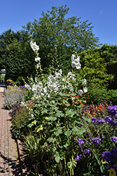 Polarstar Hollyhock (Alcea rosea 'Polarstar') at Peter Knippel Garden Centre