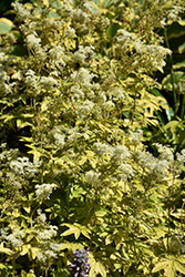 Golden Queen Of The Meadow (Filipendula ulmaria 'Aurea') at Green Thumb Garden Centre