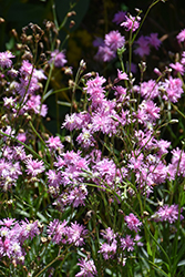 Petite Jenny Ragged Robin Campion (Lychnis flos-cuculi 'Petite Jenny') at Lakeshore Garden Centres