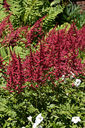Red Sentinel Astilbe (Astilbe x arendsii 'Red Sentinel') at Peter Knippel Garden Centre