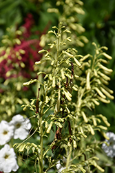 Moonraker Cape Fuchsia (Phygelius 'Moonraker') at Lakeshore Garden Centres