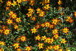 Bee Happy Red Bidens (Bidens 'Baleehedi') at Lakeshore Garden Centres
