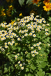 Feverfew (Tanacetum parthenium) at Lakeshore Garden Centres