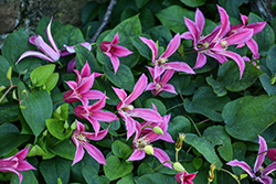 Princess Diana Clematis (Clematis texensis 'Princess Diana') at Lakeshore Garden Centres