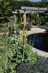 Arctic Summer Turkish Mullein (Verbascum bombyciferum 'Arctic Summer') at Lakeshore Garden Centres