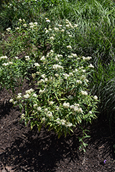 Ice Ballet Milkweed (Asclepias incarnata 'Ice Ballet') at Peter Knippel Garden Centre
