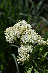 Ice Ballet Milkweed (Asclepias incarnata 'Ice Ballet') at Peter Knippel Garden Centre
