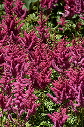 Mighty Red Quin Chinese Astilbe (Astilbe chinensis 'Mighty Red Quin') at Lakeshore Garden Centres