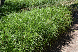 Palm Sedge (Carex muskingumensis) at Peter Knippel Garden Centre