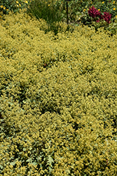 Lady's Mantle (Alchemilla mollis) at Peter Knippel Garden Centre