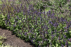 Neptune Catmint (Nepeta kubanica 'Bokratune') at Peter Knippel Garden Centre