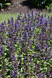 Neptune Catmint (Nepeta kubanica 'Bokratune') at Peter Knippel Garden Centre