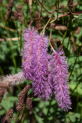 Lilac Squirrel Bottlebrush (Sanguisorba hakusanensis 'Lilac Squirrel') at Lakeshore Garden Centres