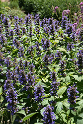 Prelude Blue Catmint (Nepeta subsessilis 'Balneplud') at Peter Knippel Garden Centre