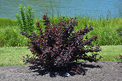 Fireside Ninebark (Physocarpus opulifolius 'Fireside') at Lakeshore Garden Centres