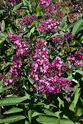 Monarch Cherry Royale Butterfly Bush (Buddleia 'Cherry Royale') at Lakeshore Garden Centres