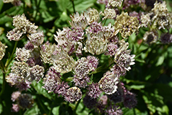 Sparkling Stars Pink Masterwort (Astrantia major 'Sparkling Stars Pink') at Lakeshore Garden Centres