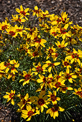 Designer Threads Golden Needles Tickseed (Coreopsis verticillata 'Golden Needles') at Peter Knippel Garden Centre