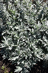 Silver Lining Artemisia (Artemisia 'Silver Lining') at Lakeshore Garden Centres