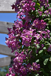 Mazurek Clematis (Clematis viticella 'Mazurek') at Lakeshore Garden Centres