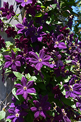 Grunwald Clematis (Clematis 'Grunwald') at Lakeshore Garden Centres