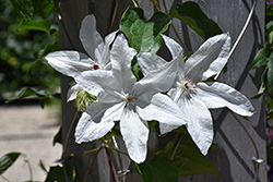 Tsukiko Clematis (Clematis 'Evipo110') at Peter Knippel Garden Centre