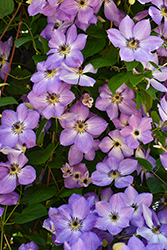 Morning Sky Clematis (Clematis 'Morning Sky') at Lakeshore Garden Centres