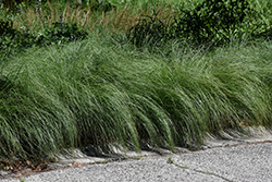 Prairie Dropseed (Sporobolus heterolepis) at Peter Knippel Garden Centre