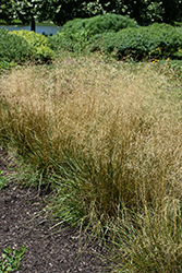 Tufted Hair Grass (Deschampsia cespitosa) at Peter Knippel Garden Centre