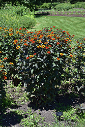 Bleeding Hearts False Sunflower (Heliopsis helianthoides 'Bleeding Hearts') at Peter Knippel Garden Centre