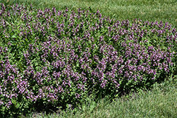 Pride Of Georgia Germander (Teucrium chamaedrys 'Pride Of Georgia') at Lakeshore Garden Centres