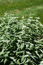 Hoary Mountain Mint (Pycnanthemum incanum) at Lakeshore Garden Centres