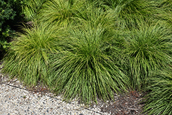 Mountain Sedge (Carex montana) at Lakeshore Garden Centres