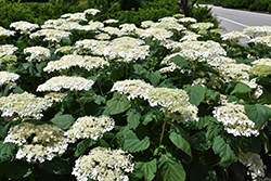 Haas' Halo Hydrangea (Hydrangea arborescens 'Haas Halo') at Lakeshore Garden Centres
