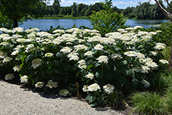 Haas' Halo Hydrangea (Hydrangea arborescens 'Haas Halo') at Lakeshore Garden Centres
