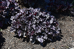 Dolce Frosted Berry Coral Bells (Heuchera 'Frosted Berry') at Peter Knippel Garden Centre