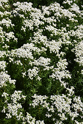 Narrow Leaf Mountain Mint (Pycnanthemum tenuifolium) at Lakeshore Garden Centres